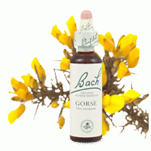 Bachove esencie Gorse Cesmína európska 20ml