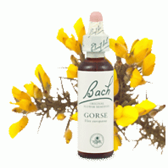 Bachove esencie Gorse Cesmína európska 20ml