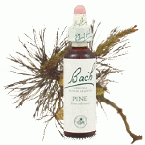 Bachove esencie Pine borovica lesná 20ml