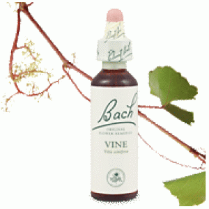 Bachove esencie Vine vinná réva 20ml